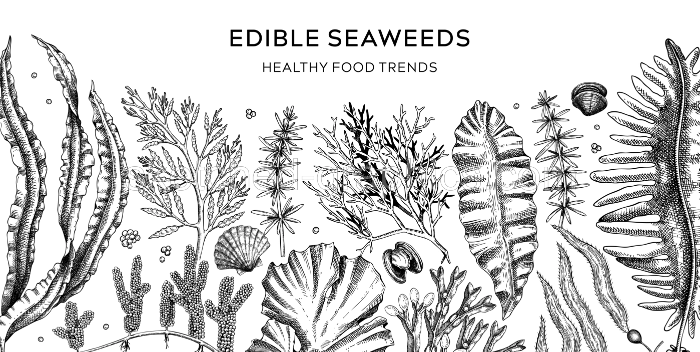 Edible seaweed banner design in sketch style. Healthy food ingredients background. Hand drawn sea vegetables - kelp, wakame, kombu, hijiki vector illustration. Japanese cuisine restaurant menu  Illustration